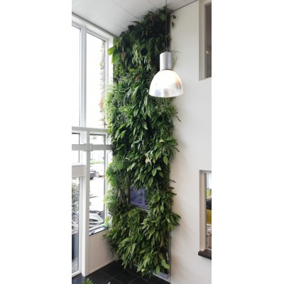 Zelené, živé příčky a stěny