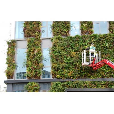 Zelené, živé fasády